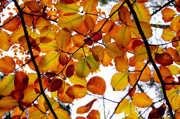 Wandbild - Buntes Herbstlaub (Motiv HF34)