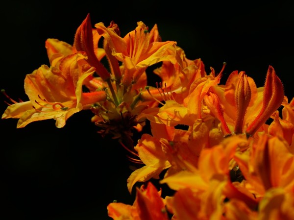 Wandbild Azalee Orangefarben (Motiv HF20)