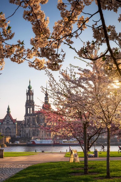 Wandbild Dresden - Blühende Kirschbäume mit Blick auf die Hofkirche (Motiv 01040)